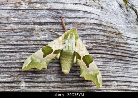 Lime Hawkmoth, Lindepijlstaart, Mimas tiliae male Foto Stock