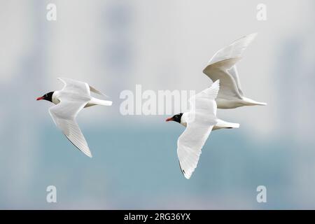 Seconda estate tra gli adulti gabbiano del Mediterraneo (Ichthyaetus/Larus melanocephalus) che volano in Belgio. Foto Stock