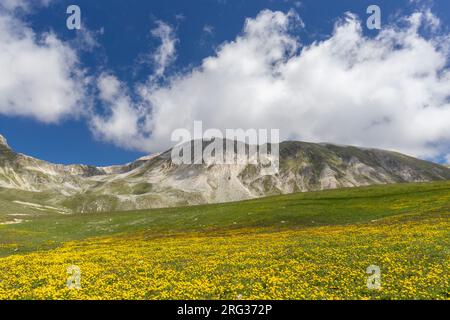 Paesaggio montano, pendii montani ricoperti di fiori di Ranunculus, Abruzzo, Italia Foto Stock