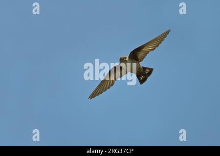 Eurasian Crag Martin battenti; Rotszwaluw vliegend Foto Stock