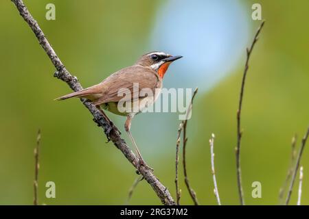 Primo maschio estivo Rubythroat siberiano (Calliope calliope) arroccato su un ramo a Monetnyy, vicino Ekaterinburg, Federazione Russa. Foto Stock
