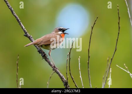 Primo maschio estivo Rubythroat siberiano (Calliope calliope) arroccato su un ramo a Monetnyy, vicino Ekaterinburg, Federazione Russa. Foto Stock