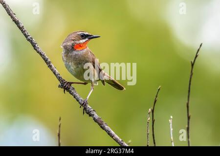 Primo maschio estivo Rubythroat siberiano (Calliope calliope) arroccato su un ramo a Monetnyy, vicino Ekaterinburg, Federazione Russa. Foto Stock