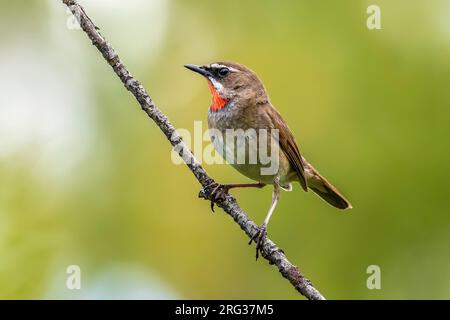 Primo maschio estivo Rubythroat siberiano (Calliope calliope) arroccato su un ramo a Monetnyy, vicino Ekaterinburg, Federazione Russa. Foto Stock