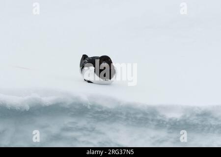 Un piccolo auk, alle alle, riposato su ghiaccio. Nordaustlandet, Svalbard, Norvegia Foto Stock