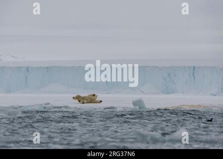 Un orso polare, Ursus maritimus, rotola sul ghiaccio al bordo meridionale della calotta di ghiaccio di Austfonna. Nordaustlandet, Svalbard, Norvegia Foto Stock