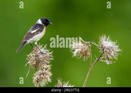 Prima estate maschio siberiano Stonechat (Saxicola maurus maurus) alias Eastern Stonechat arroccato su un ramo, Monetnny, Federazione Russa. Foto Stock