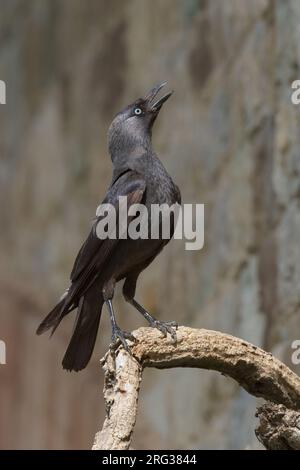 Taccola (Coloeus monidula), adulto arroccato su un ramo, Basilicata, Italia Foto Stock