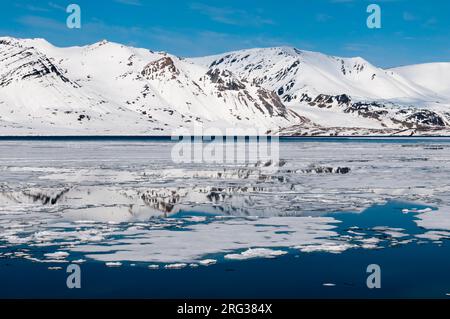 Il ghiaccio galleggia sulle acque artiche di fronte al ghiacciaio di Monaco. Ghiacciaio di Monaco, Isola di Spitsbergen, Svalbard, Norvegia. Foto Stock