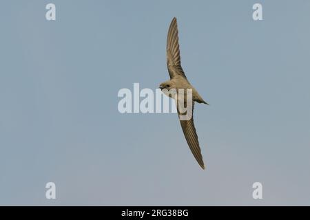 Eurasian Crag Martin battenti; Rotszwaluw vliegend Foto Stock