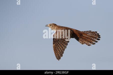 Cuckoo comune, Cuculus canorus, morfo femmina in volo, Tryggevælde, Danimarca. Chiama in volo. Foto Stock