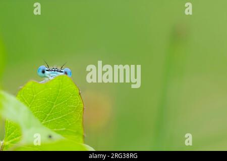 Blue Featherleg maschile Foto Stock