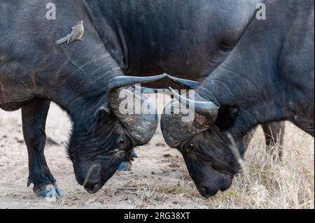 Due bufali africani, il caffè Syncerus, sparring. Un'oxpecker, specie di bufago, siede sul collo di un bufalo. Riserva del gioco di Mala Mala, Sudafrica. Foto Stock