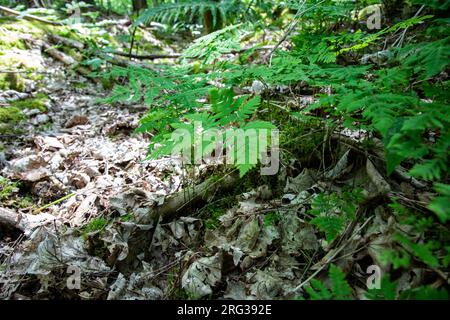 Felce di quercia, Gymnocarpium dryopterisfrond, Foto Stock