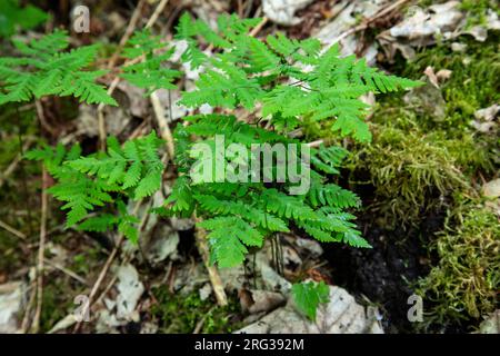 Felce di quercia, Gymnocarpium dryopterisfrond, Foto Stock