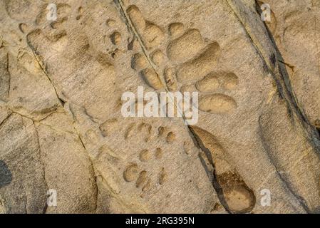 Dettaglio di alcune rocce con erosione del vento in un'insenatura di Port de la Selva nel Cap de Creus (Alt Empordà, Girona, Catalogna, Spagna) Foto Stock