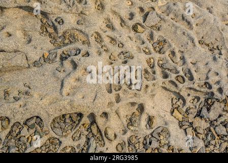 Dettaglio di alcune rocce con erosione del vento in un'insenatura di Port de la Selva nel Cap de Creus (Alt Empordà, Girona, Catalogna, Spagna) Foto Stock