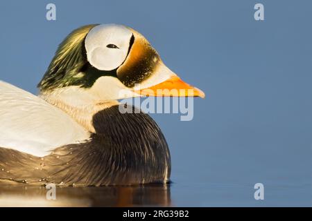 Maschio adulto Spectacled Eider (Somateria fischeri) che nuota su uno stagno artico di tundra vicino a Barrow, nel nord dell'Alaska, Stati Uniti. Foto Stock