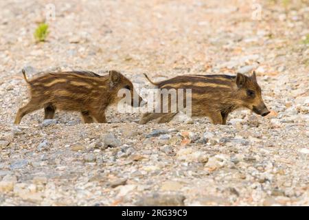 Cinghiale (Sus scrofa), due cubetti in piedi sul terreno, Campania, Italia Foto Stock