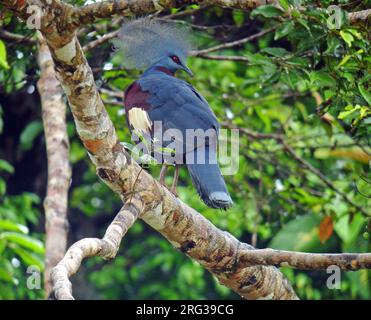 Pigeon coronato da adulto Scheepmaker (Goura scheepmakeri), noto anche come piccione coronato meridionale. Arroccato su un ramo in una foresta tropicale a Papua New Foto Stock