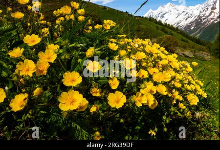 Alpine Cinquefoil, Voorjaarsganzerik, Potentilla crantzii Foto Stock