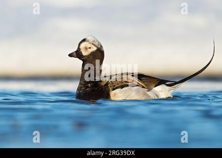 Anatra dalla coda lunga maschile adulta (Clangula hyemalis ) in piumaggio riproduttivo, nuota su uno stagno artico di tundra vicino a Barrow, nel nord dell'Alaska, Stati Uniti. Foto Stock