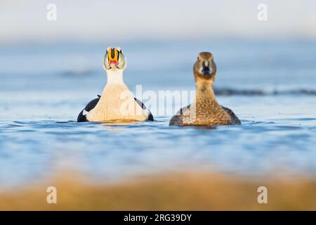 Re Eider (Somateria spectabilis) maschio e femmina sulla tundra artica vicino a Barrow nel nord dell'Alaska, Stati Uniti. Foto Stock