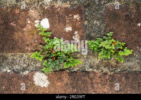 Wall-rue, Asplenium ruta-muraria Foto Stock