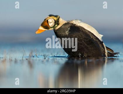 Maschio adulto Spectacled Eider (Somateria fischeri) che nuota su uno stagno artico di tundra vicino a Barrow, nel nord dell'Alaska, Stati Uniti. Foto Stock