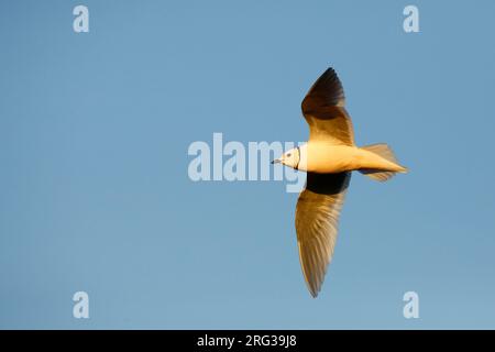 Ross's Gull; Foto Stock