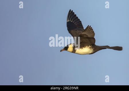 Pomarine Skua adulta (Stercorarius pomarinus) sulla tundra artica vicino a Barrow nel nord dell'Alaska, Stati Uniti. Foto Stock