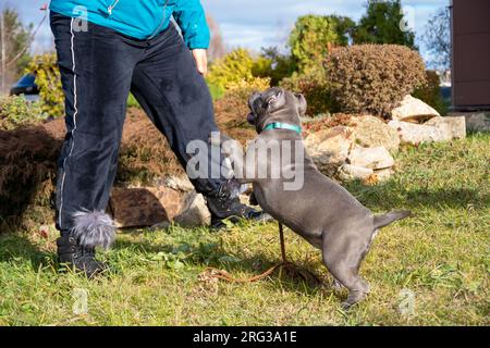 Ritratto di un cucciolo bullo americano seduto accanto al proprietario, allevatore, gestore. Passeggiata autunnale con un cane per strada. Addestramento all'obbedienza del cane. Foto Stock