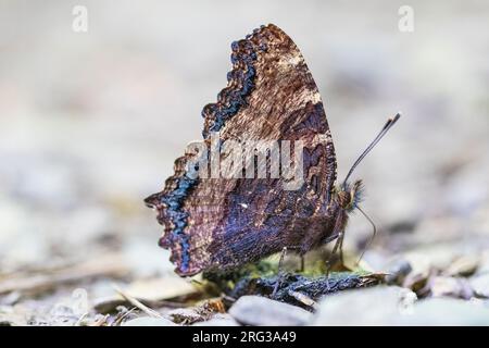 Grande guscio di tartaruga, Grote vos, Nymphalis policloros Foto Stock