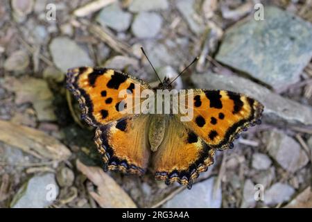 Grande guscio di tartaruga, Grote vos, Nymphalis policloros Foto Stock