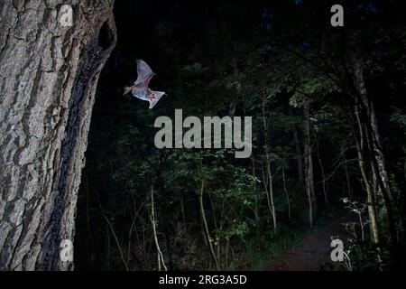 La mazza di Daubenton che lascia il roost Foto Stock