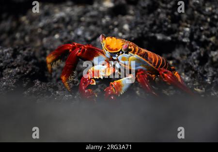 Granchio Sally Lightfoot (Grapsus grapsus) sulle isole Galapagos, Ecuador. Conosciuto anche come Red Rock Crab. Foto Stock