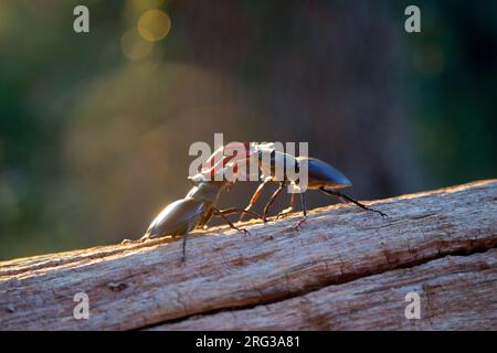 Stag Beetle (Lucanus cervus) in boschi nei Paesi Bassi. Due coleotteri maschi combattenti. Foto Stock