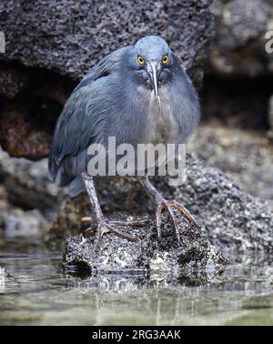 L'Erone di lava (Butorides sundevalli), conosciuto anche come l'airone di Galápagos, sulle isole Galapagos, Ecuador. Pesca a riva. Foto Stock