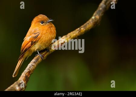 Cannella Flycatcher (Pyrrhomyias cinnamomeus) in Colombia. Arroccato su una diramazione. Foto Stock