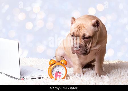 Ritratto di un cucciolo bullo americano seduto accanto a un computer portatile e un orologio sul letto a casa, bokeh. Concetto di addestramento dei cani. Formazione online per animali domestici. Torna a sch Foto Stock