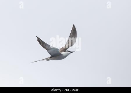 Terna Bridled (Onychoprion anaethetus) in volo, con un cielo grigio come sfondo Foto Stock