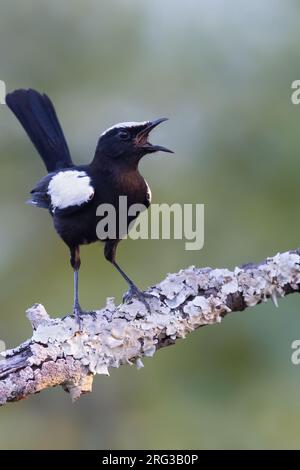 La chiacchierata di Arnot (Myrmecocichla arnotti) maschile appollaiata e chiamata in Tanzania. Foto Stock