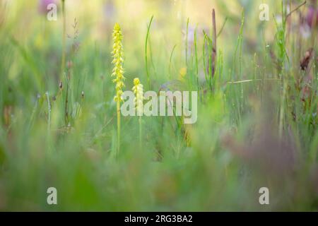 Musk Orchid, Herminium monorchis Foto Stock