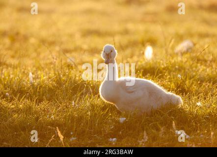 Mute Swan (Cygnus olor) pulcino con retroilluminazione al Groene Jonker vicino Nieuwkoop nei Paesi Bassi. Foto Stock