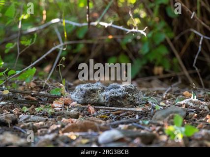 Pulcini Nightjar dal collo rosso (Caprimulgus ruficollis) sul loro nido sotto un cespuglio in un sito costiero vicino a Barcellona in Spagna. Foto Stock