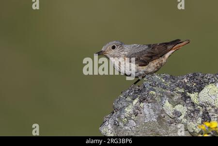 Femmine adulte di mughetto di roccia comune (Monticola saxatilis) arroccate su una roccia nei Monti Cantabrici, Castillia y Leon, Spagna Foto Stock