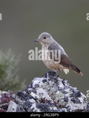 Femmine adulte di mughetto di roccia comune (Monticola saxatilis) arroccate su una roccia nei Monti Cantabrici, Castillia y Leon, Spagna Foto Stock