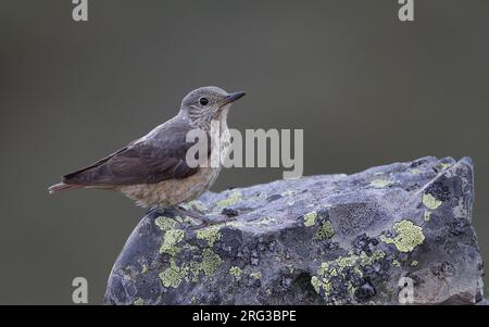 Femmine adulte di mughetto di roccia comune (Monticola saxatilis) arroccate su una roccia nei Monti Cantabrici, Castillia y Leon, Spagna Foto Stock