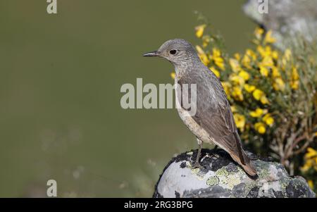 Femmine adulte di mughetto di roccia comune (Monticola saxatilis) arroccate su una roccia nei Monti Cantabrici, Castillia y Leon, Spagna Foto Stock