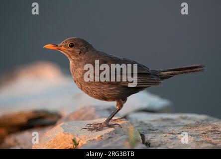 Indossato uccello nero eurasiatico (Turdus merula) fotografato alla fine luce naturale in Spagna. Foto Stock